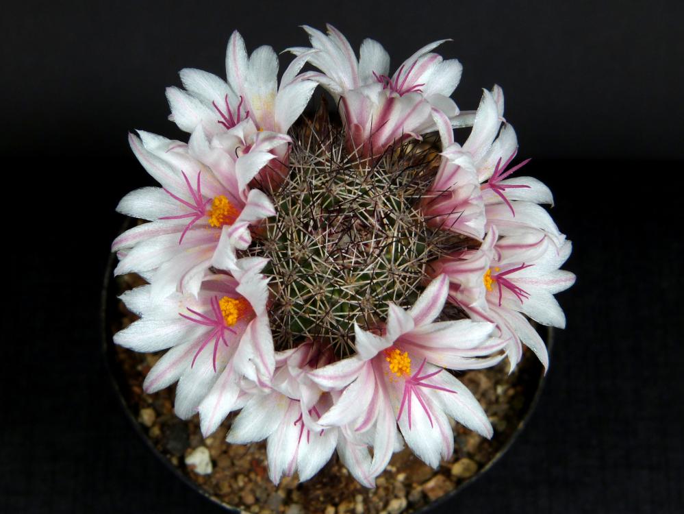 Mammillaria